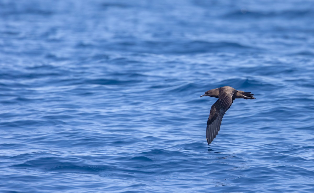 Christmas Shearwater - Ana Paula Oxom