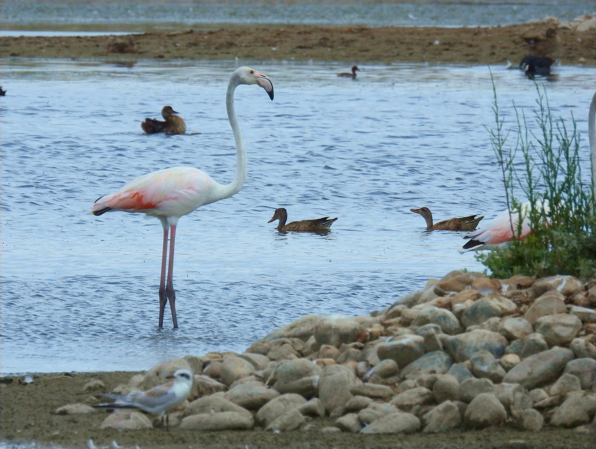 rosenflamingo - ML622442204