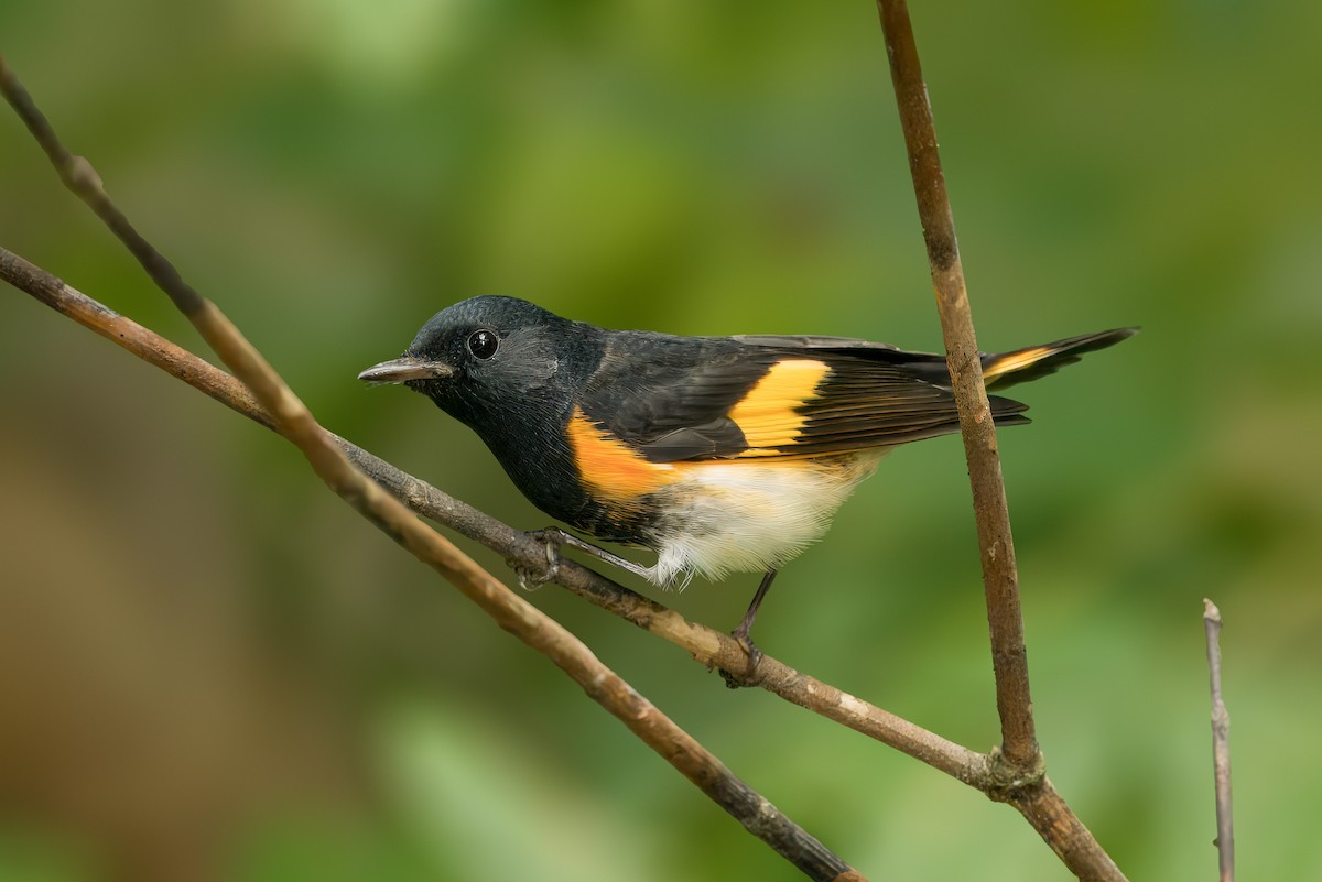 American Redstart - Pramod Prabhu
