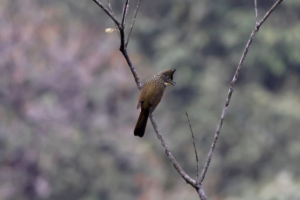 Striated Bulbul - ML622442258