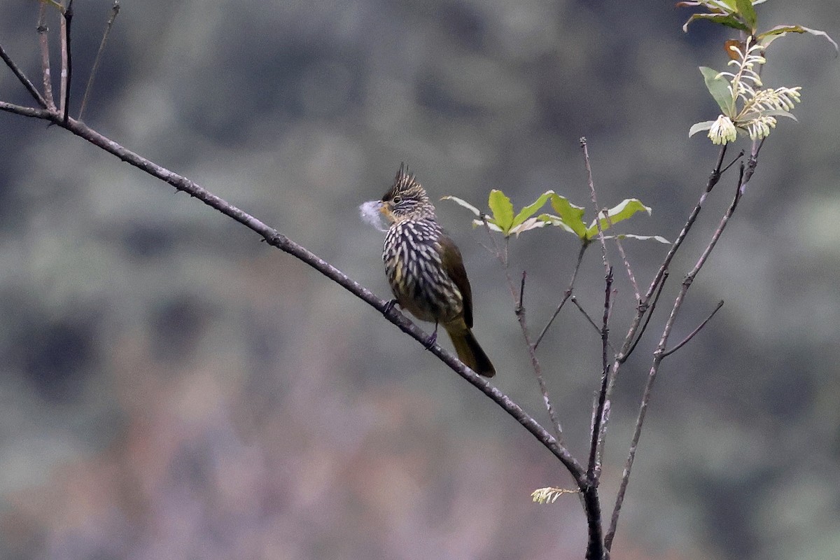 Striated Bulbul - ML622442259