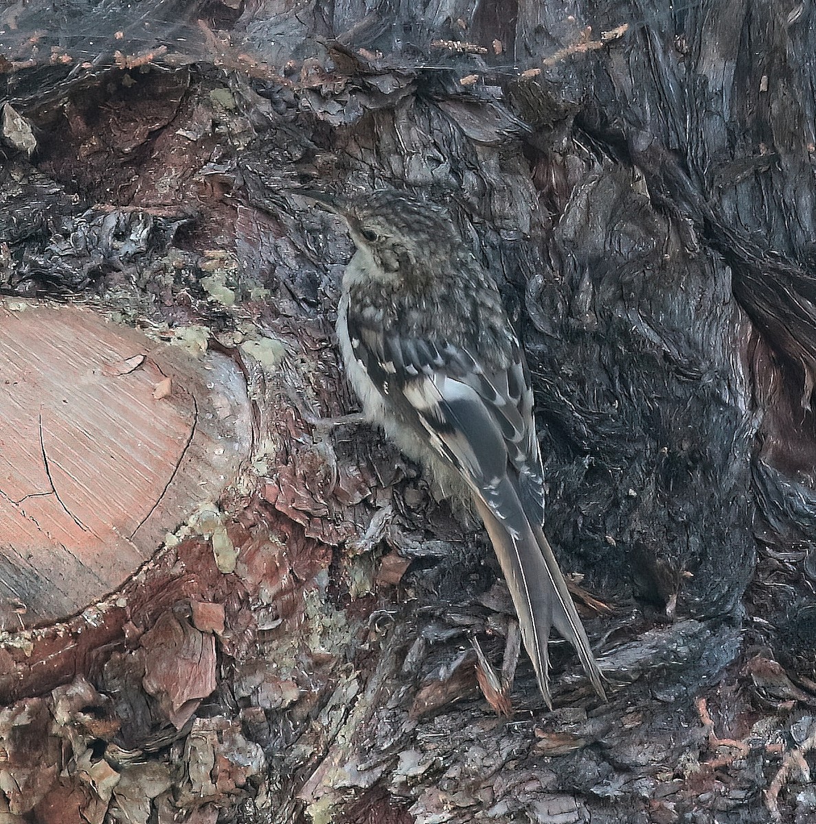 Brown Creeper - ML622442275