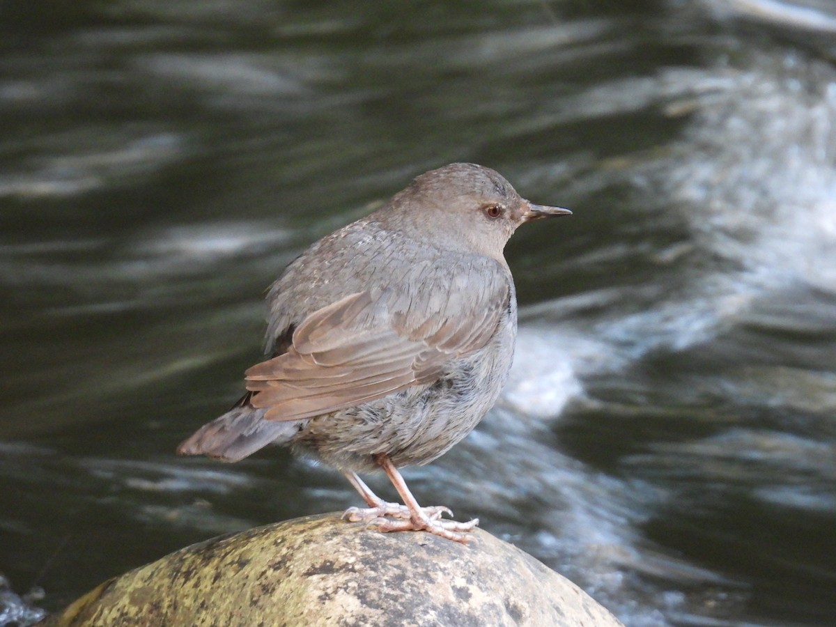 American Dipper - ML622442329