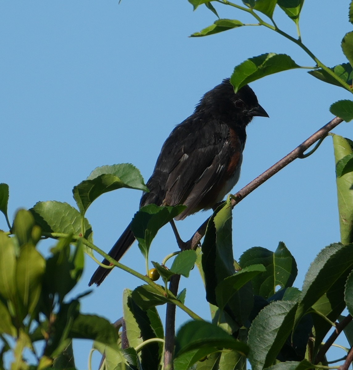 Eastern Towhee - ML622442513