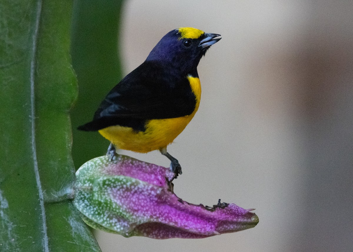 Purple-throated Euphonia - ML622442686