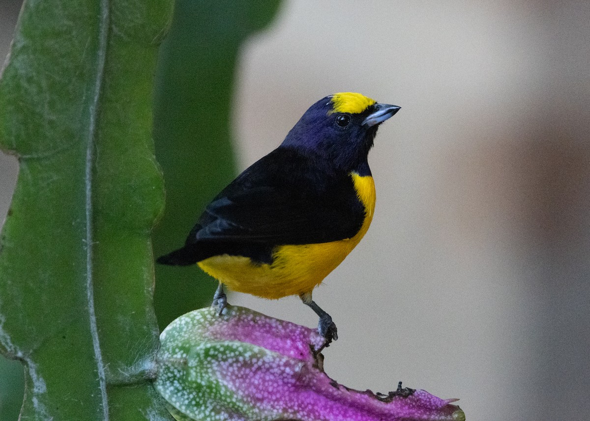 Purple-throated Euphonia - ML622442687