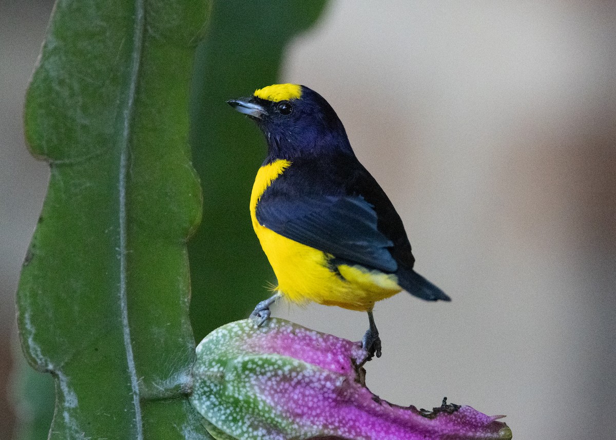 Purple-throated Euphonia - ML622442691