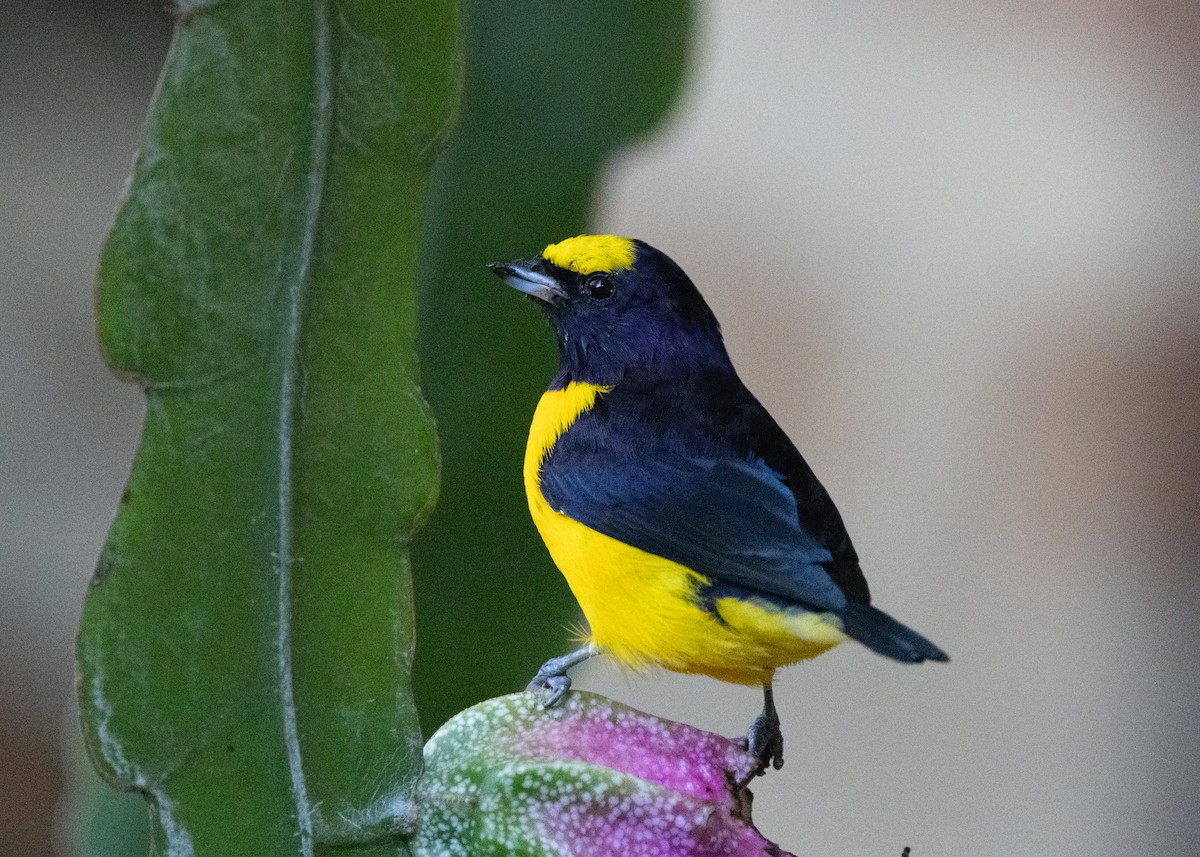 Purple-throated Euphonia - ML622442693