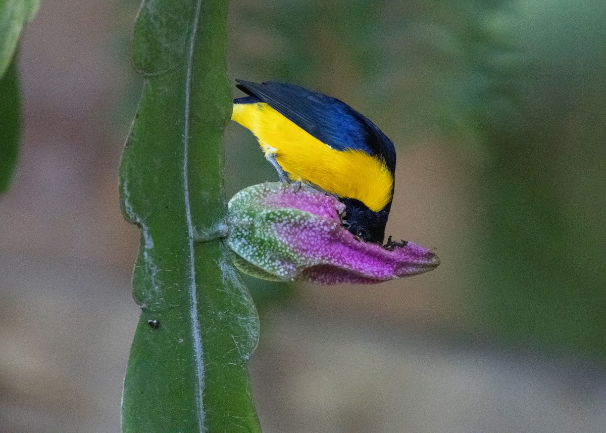 Purple-throated Euphonia - ML622442694