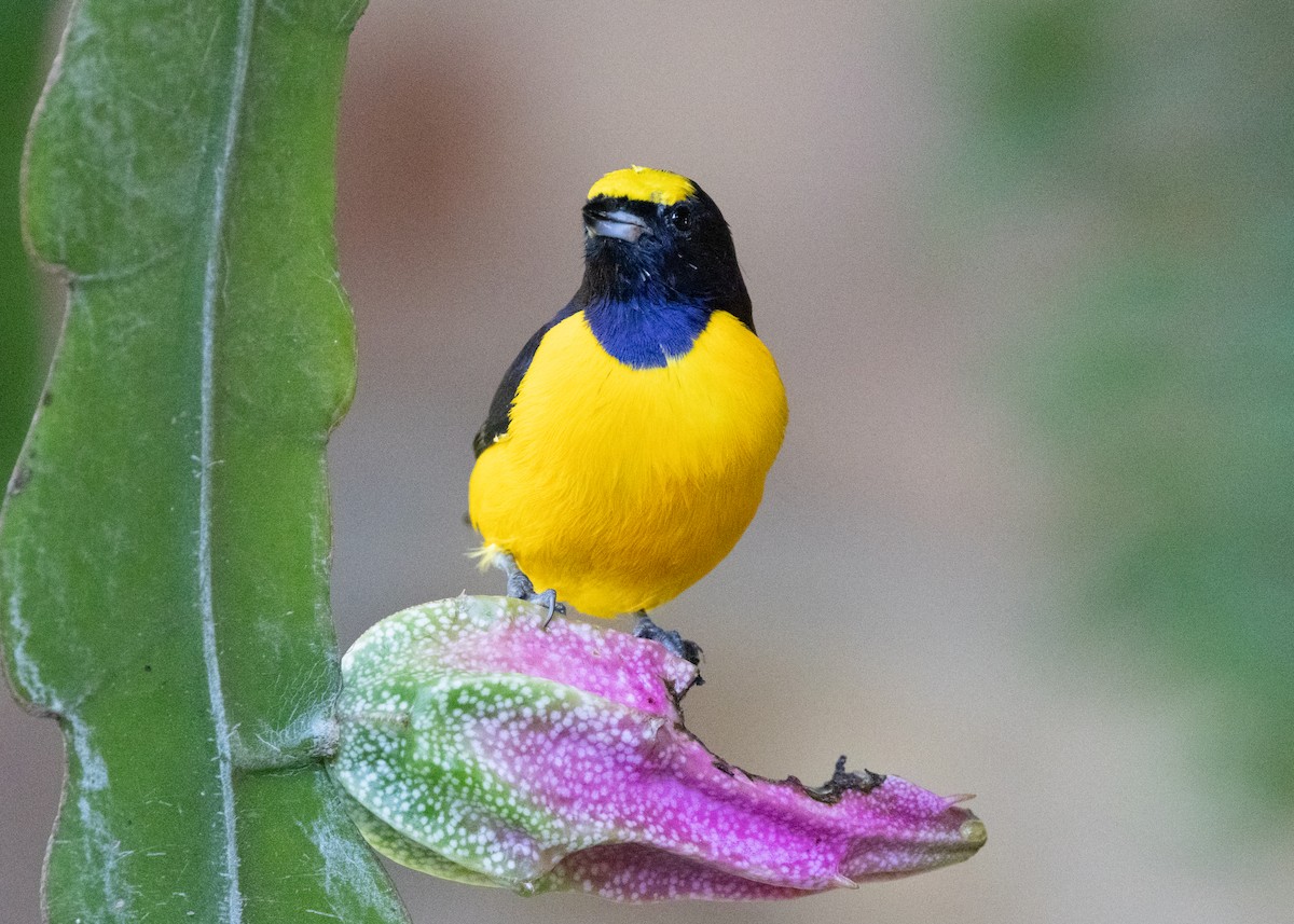 Purple-throated Euphonia - ML622442695