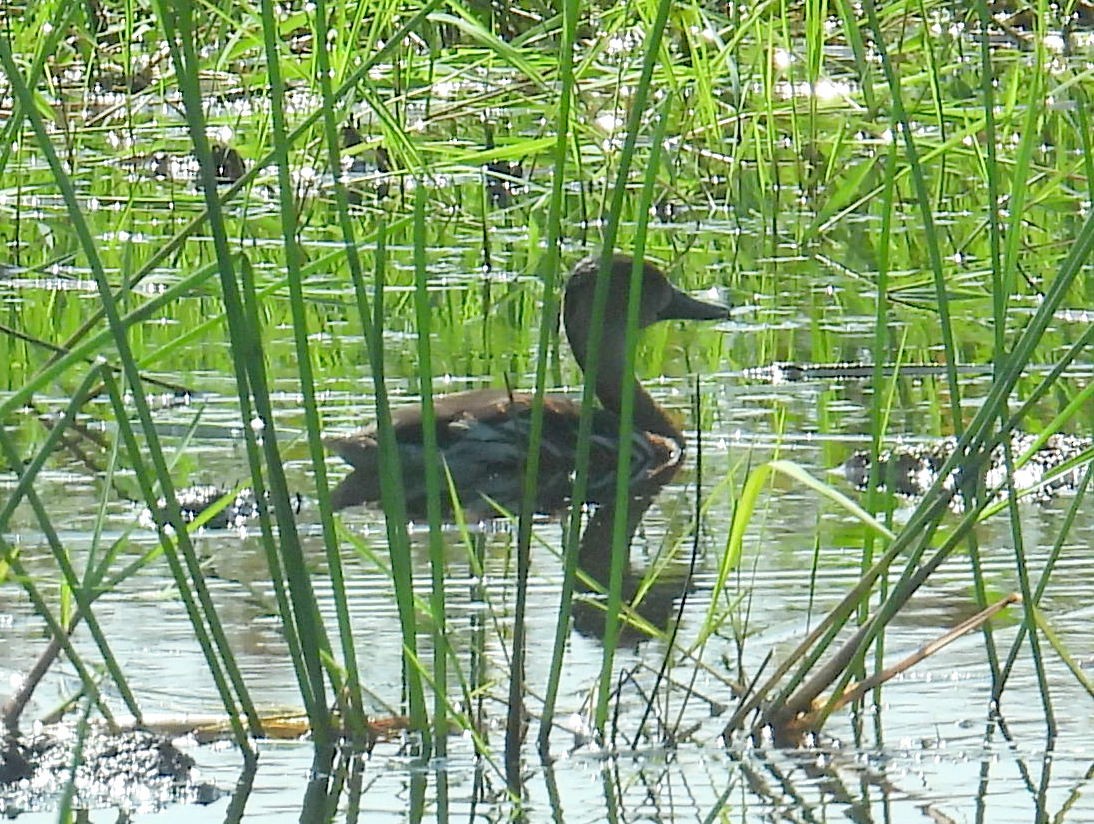 Wandering Whistling-Duck - ML622442763