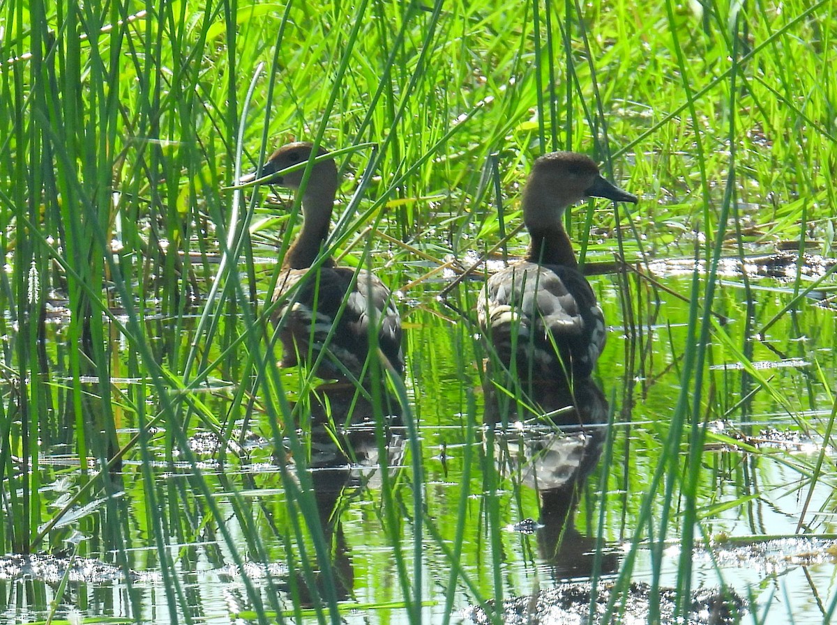 Wandering Whistling-Duck - ML622442764