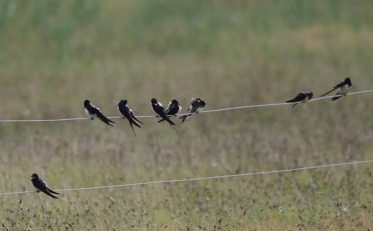 Golondrina Común - ML622442777