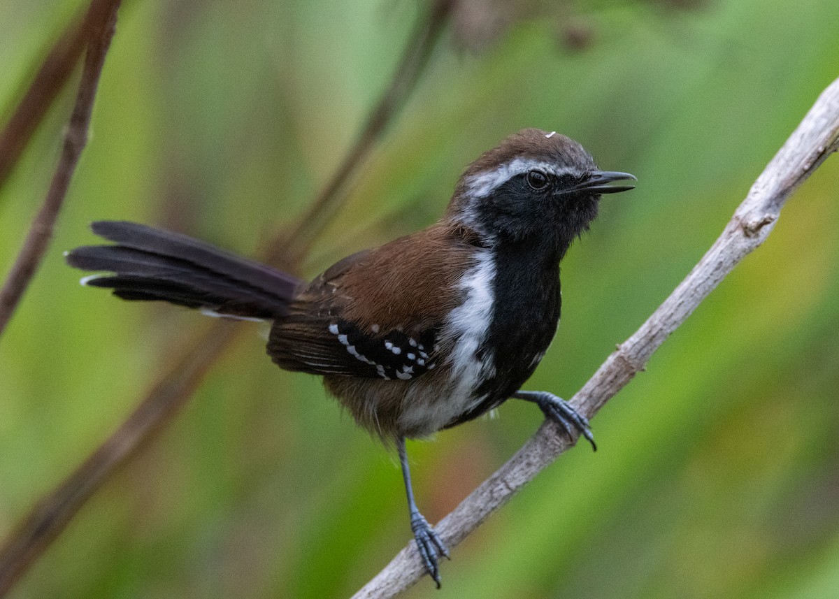 Sincorá-Ameisenfänger - ML622442783