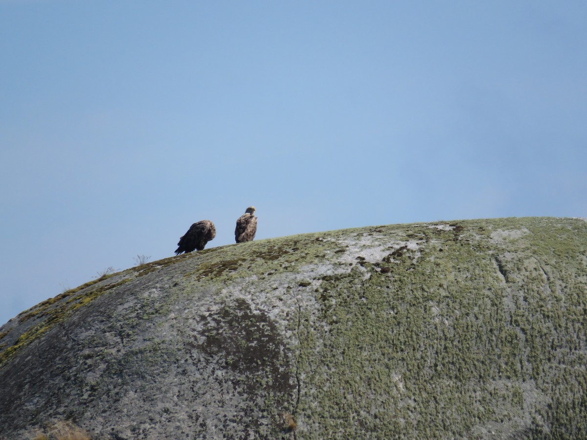 White-tailed Eagle - ML622442795
