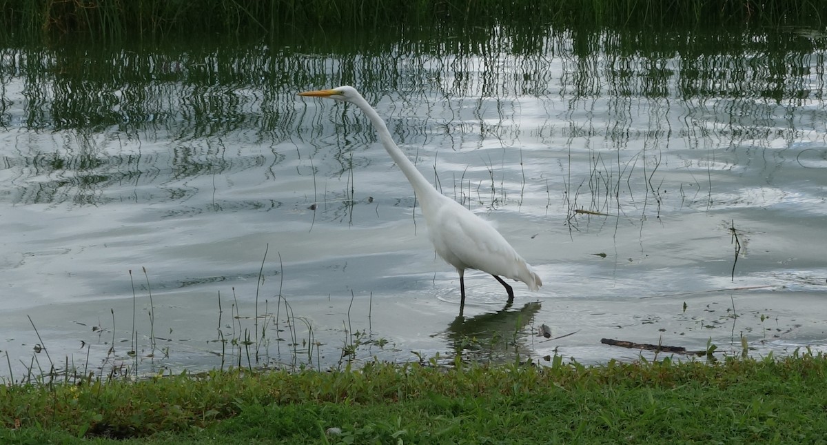 Great Egret - Gregg Dashnau