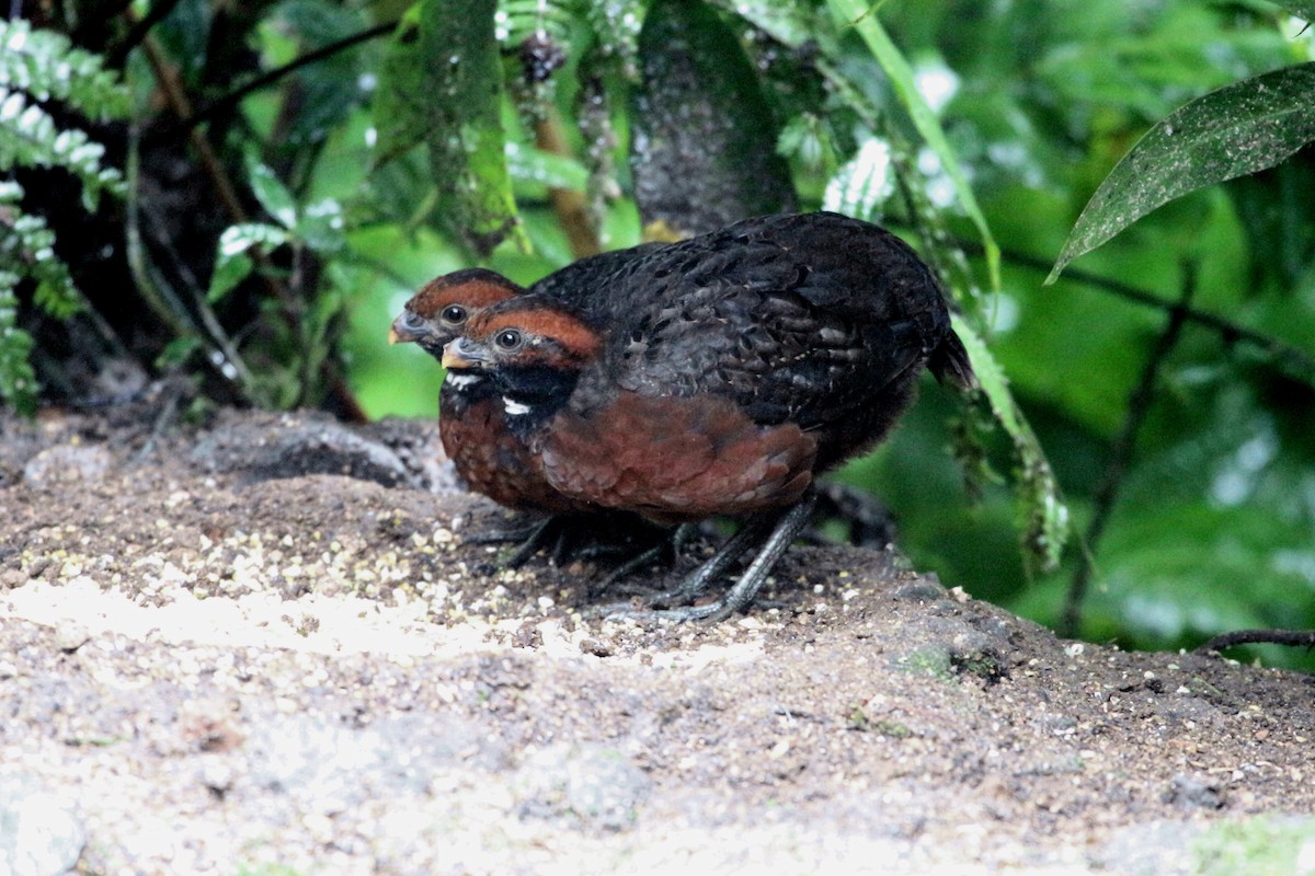 Rufous-fronted Wood-Quail - John Drummond