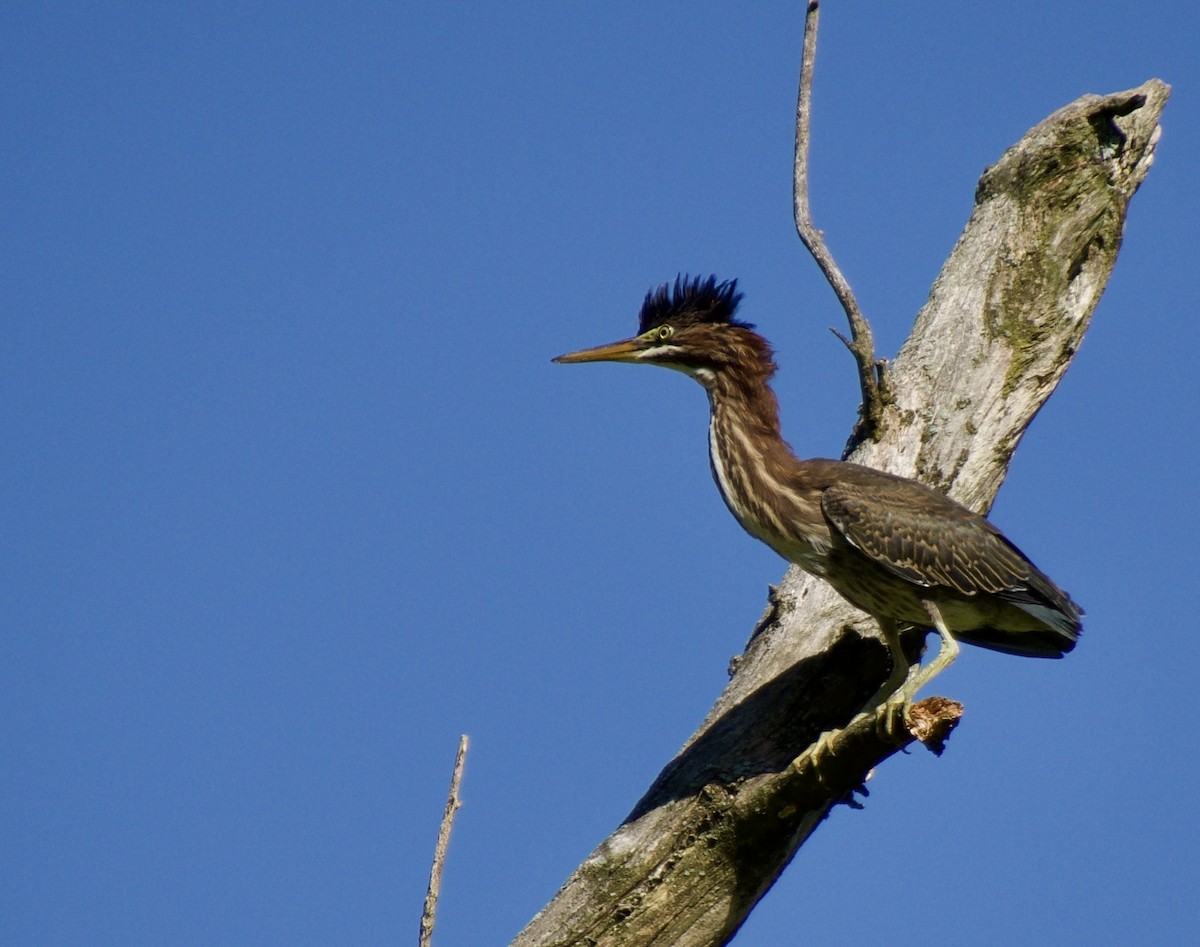 Green Heron - ML622442882