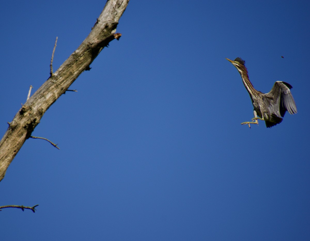 Green Heron - Michael Niven