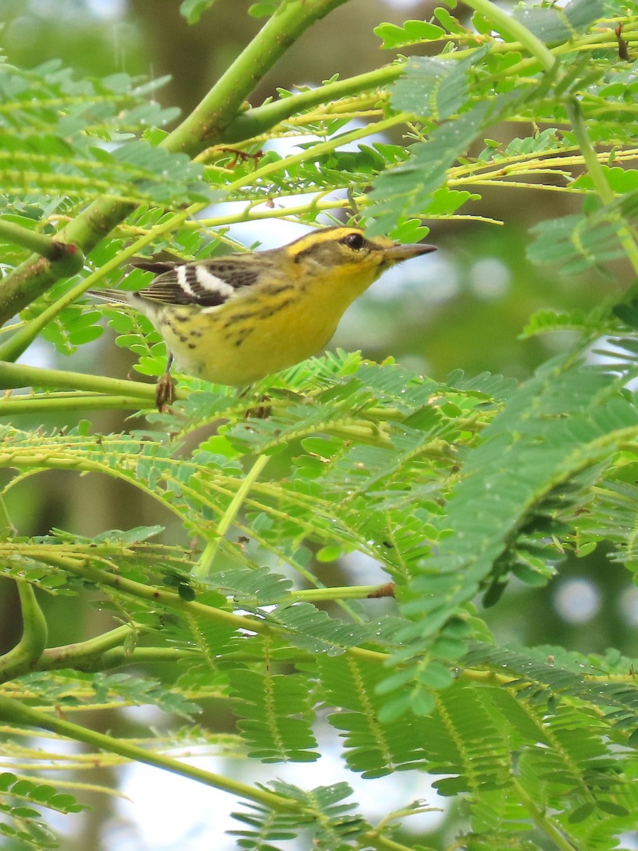 Blackburnian Warbler - ML622442909