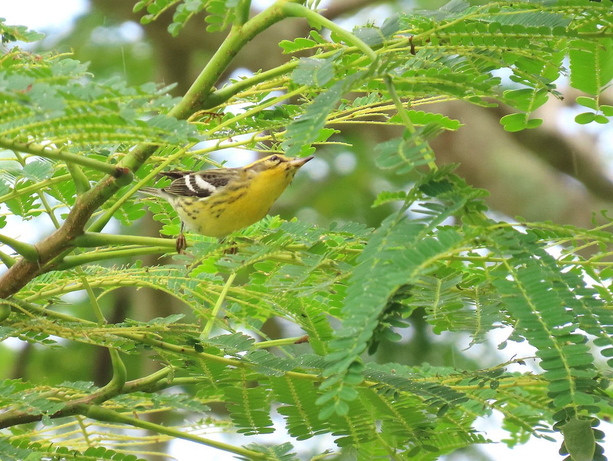 Blackburnian Warbler - ML622442934