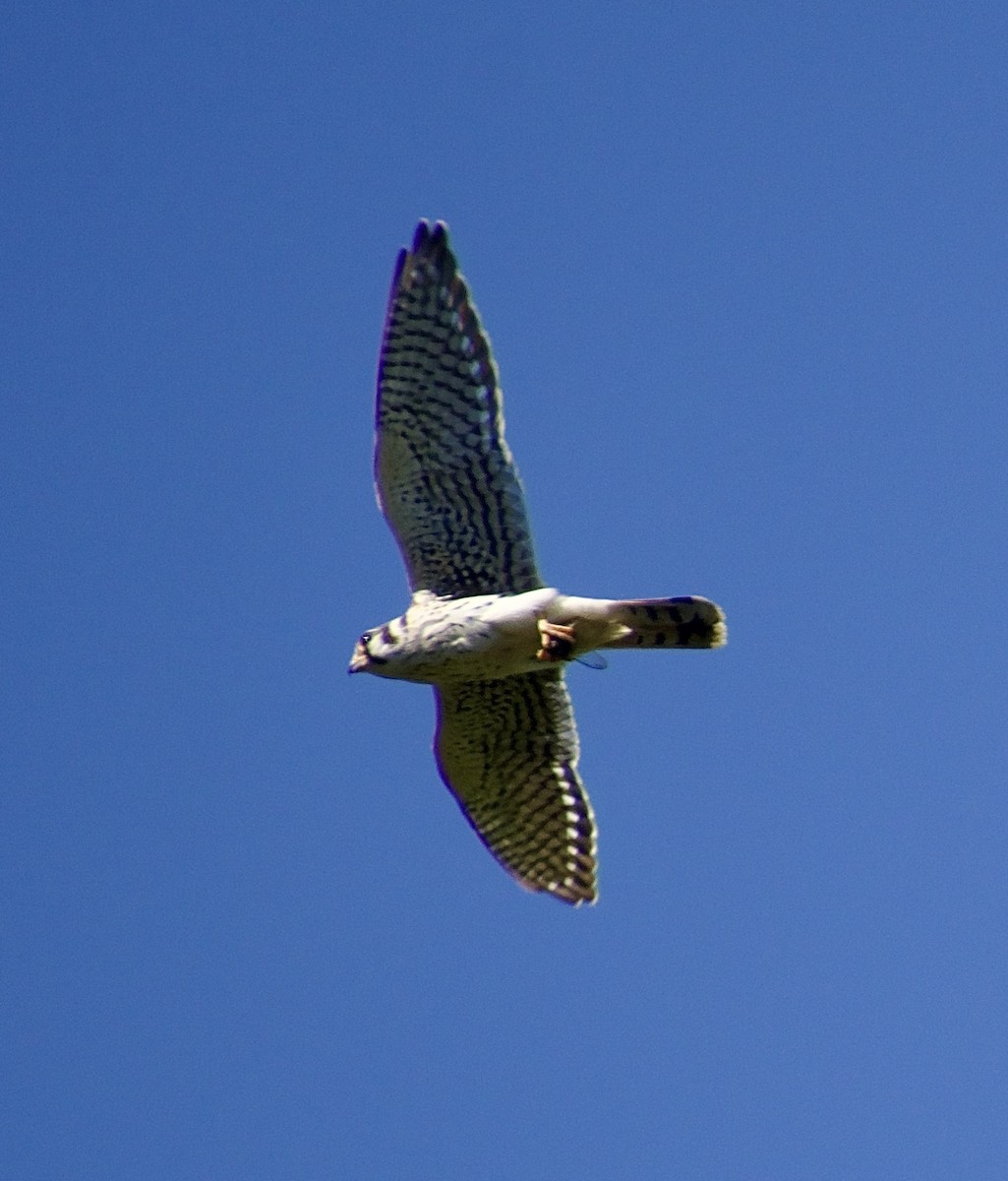 American Kestrel - ML622442949