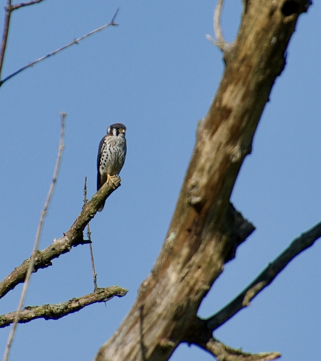 American Kestrel - ML622442950