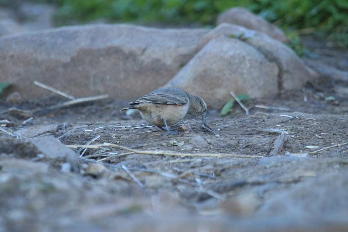 Rufous-banded Miner - ML622443027