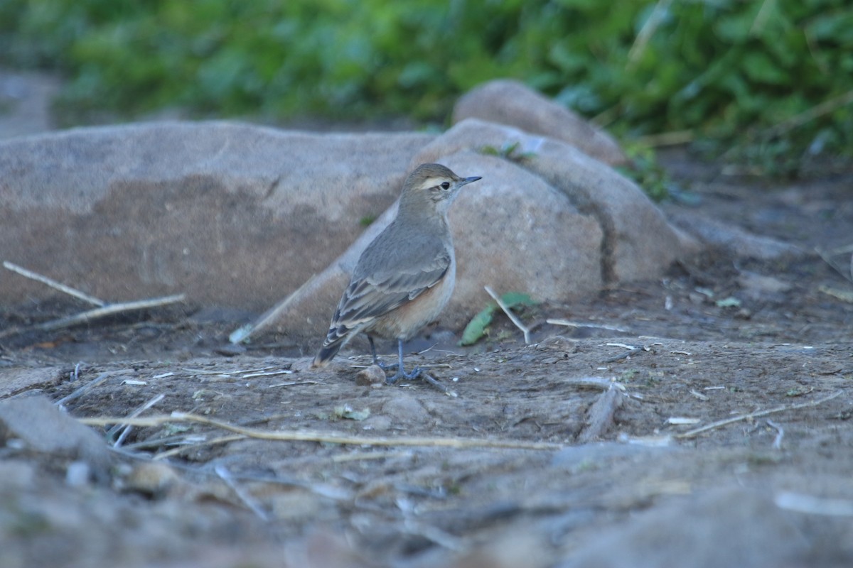 Rufous-banded Miner - ML622443028