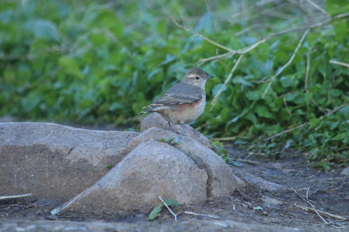 Rufous-banded Miner - ML622443030