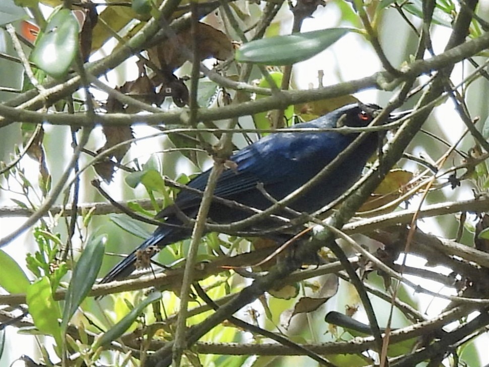 Percefleur masqué - ML622443064