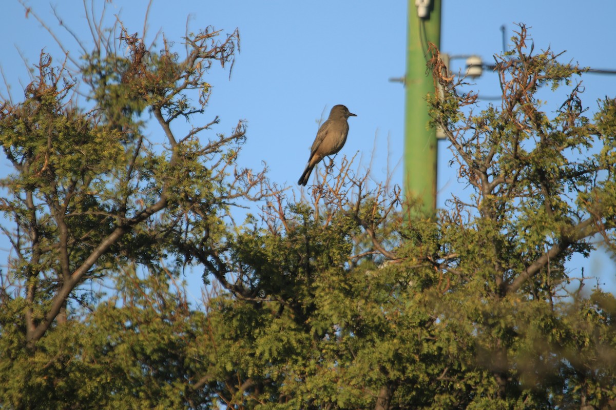 Great Shrike-Tyrant - ML622443125