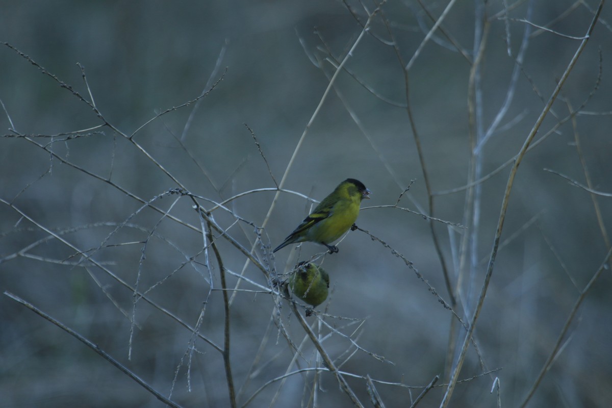 Black-chinned Siskin - ML622443154