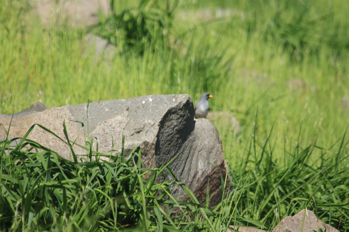 Band-tailed Sierra Finch - ML622443179