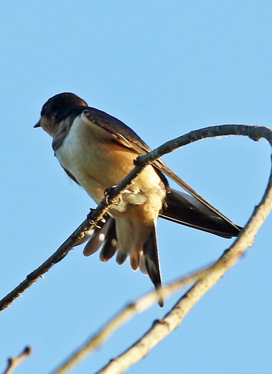 Асрын хараацай - ML622443184