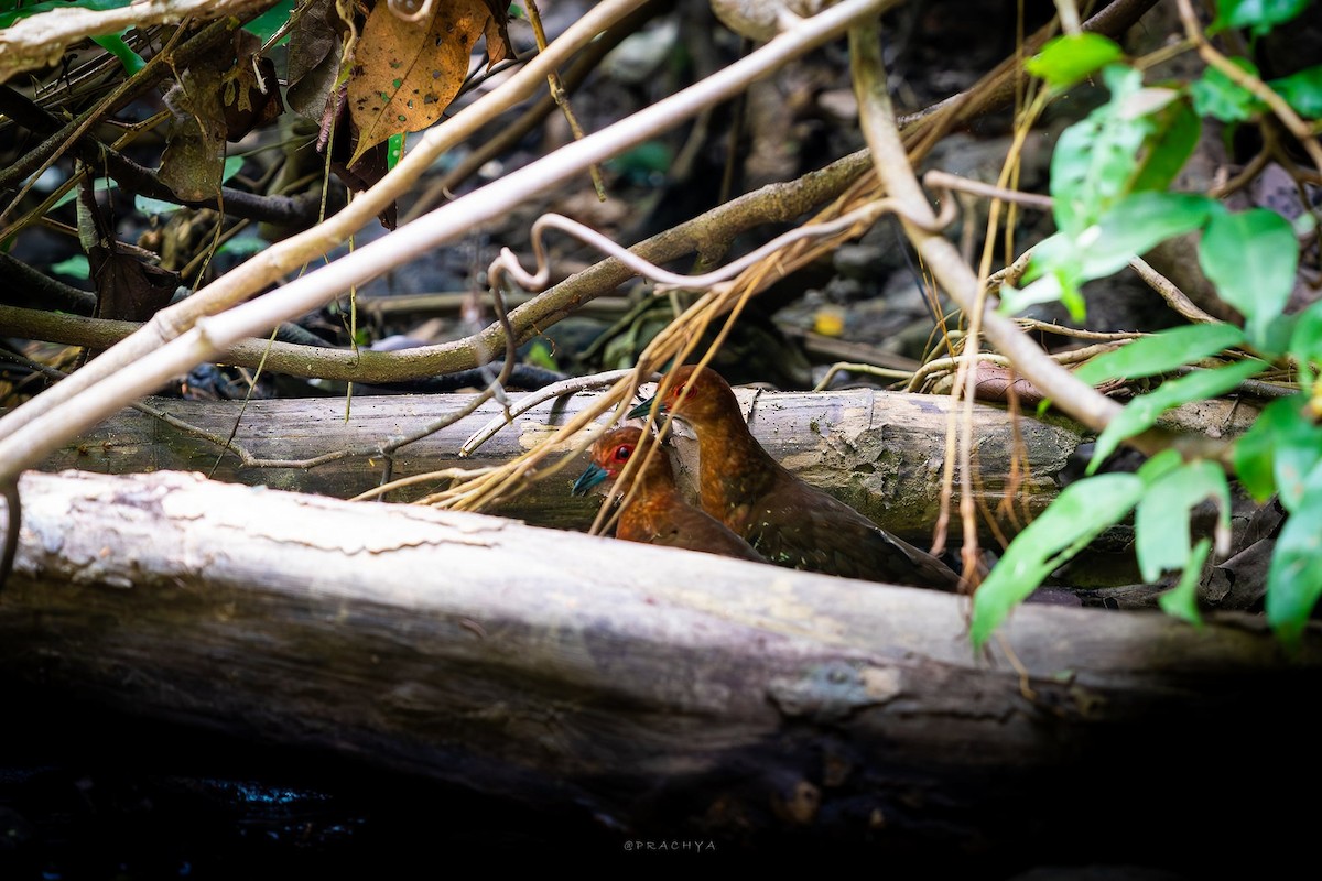 Red-legged Crake - Bird Conservation Society of Thailand