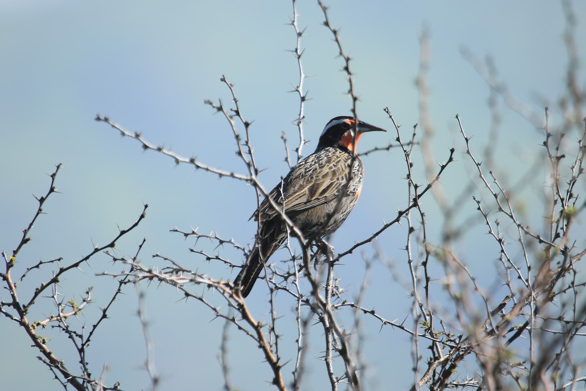 Long-tailed Meadowlark - ML622443191