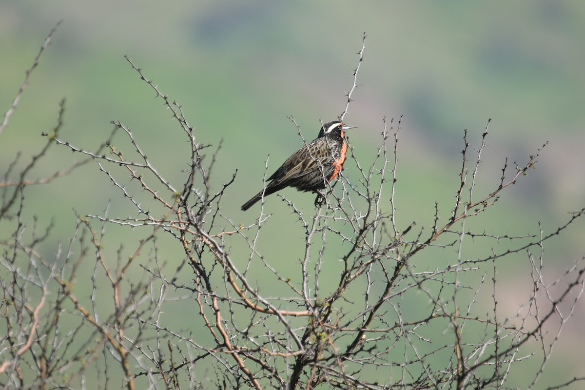 Long-tailed Meadowlark - ML622443192