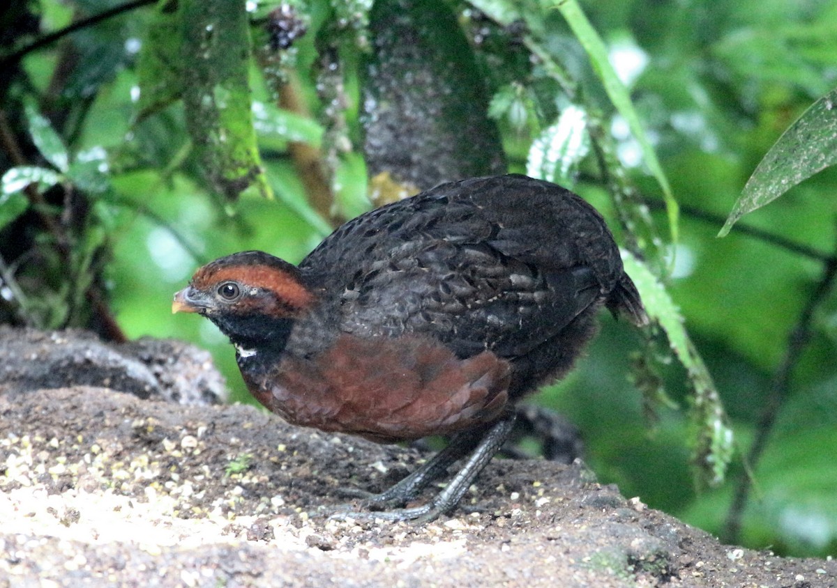 Rufous-fronted Wood-Quail - ML62244321