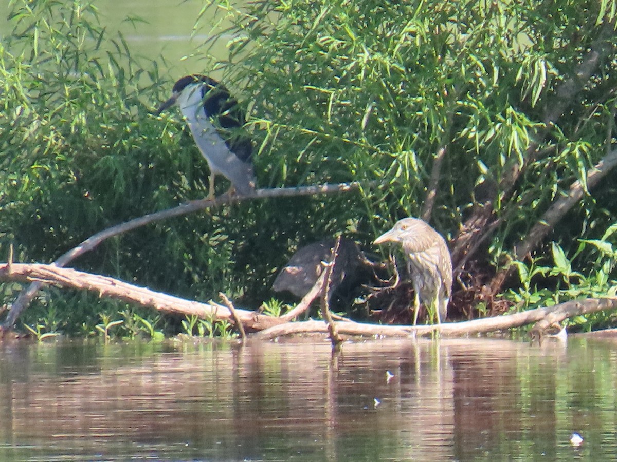 Black-crowned Night Heron - Justin Bryce