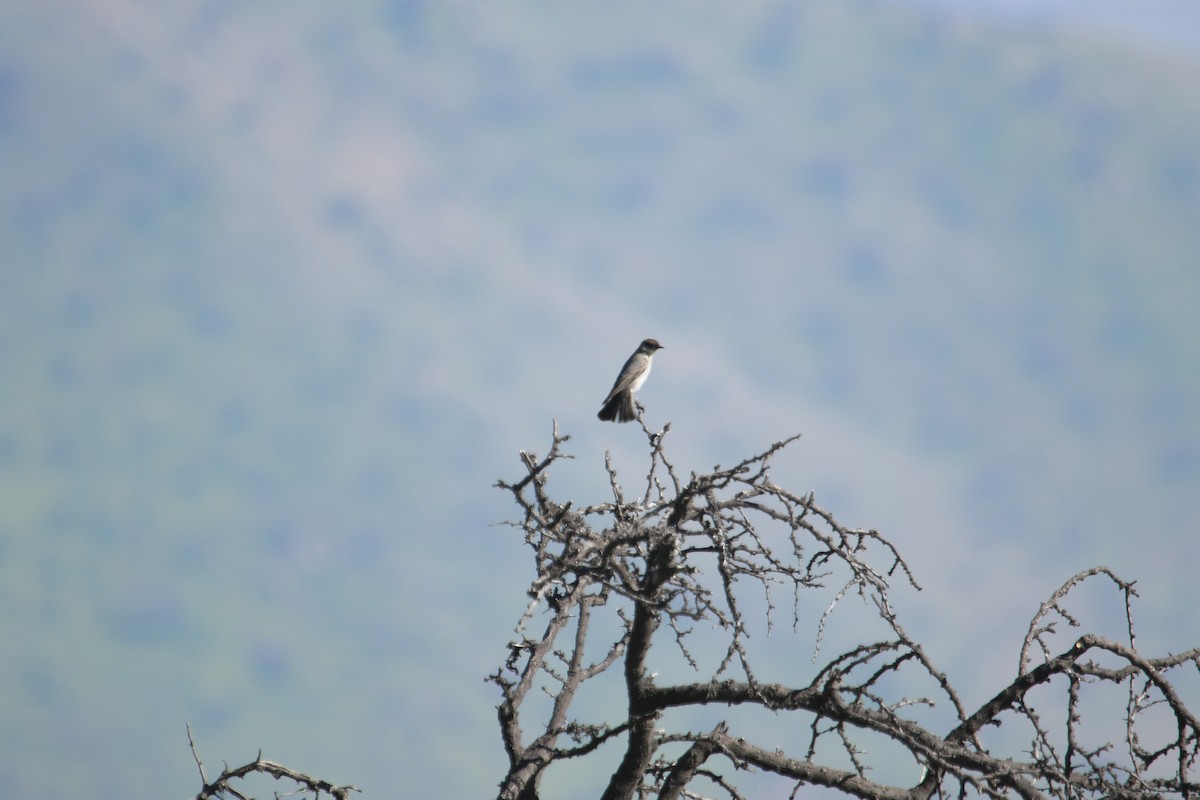 Dark-faced Ground-Tyrant - ML622443240