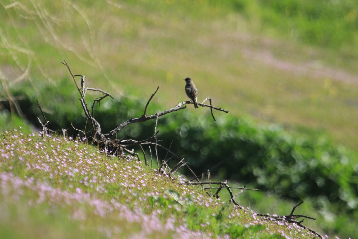 Dark-faced Ground-Tyrant - ML622443242