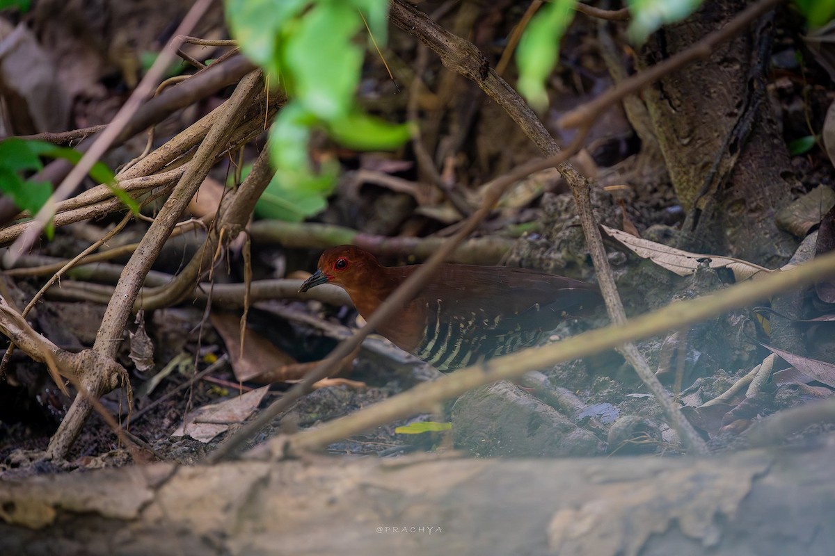 Red-legged Crake - Bird Conservation Society of Thailand