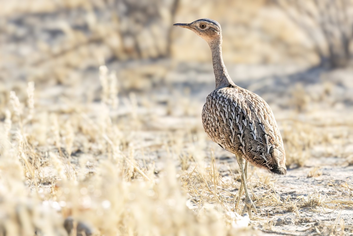 Red-crested Bustard - ML622443304