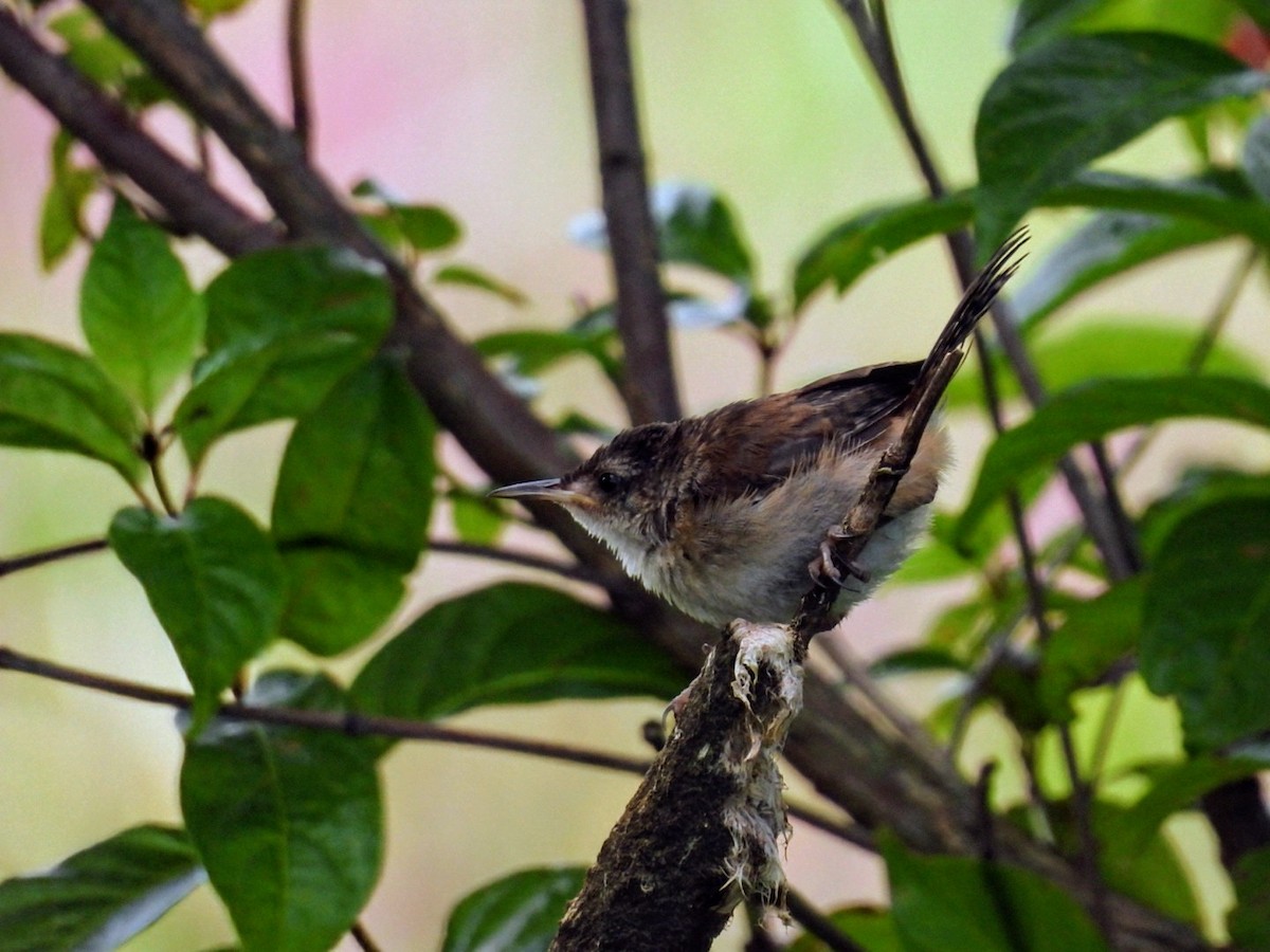 Northern House Wren - ML622443307