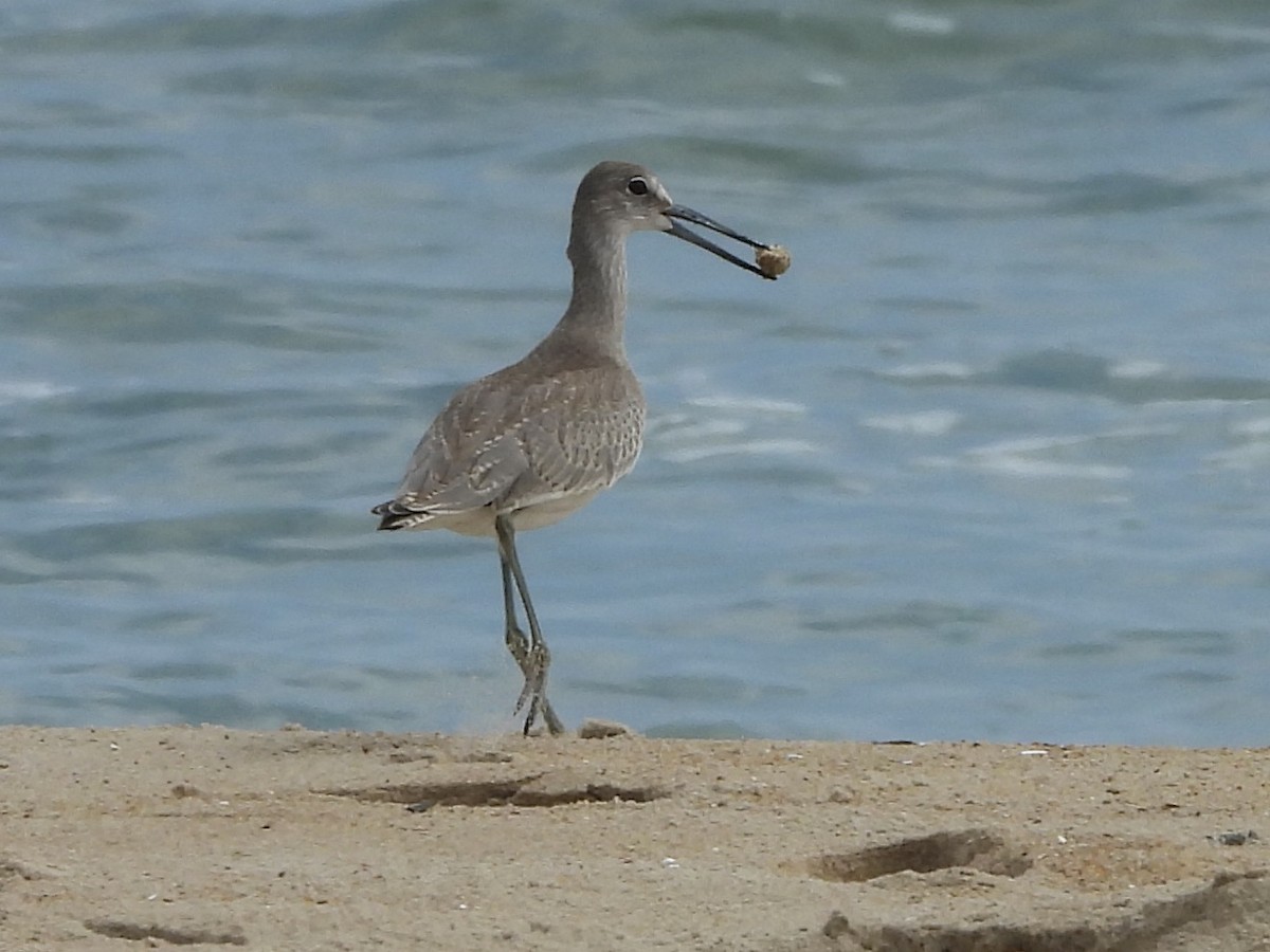 Willet - ML622443369