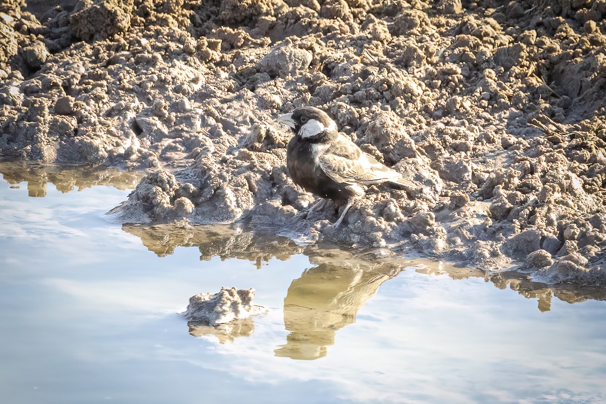 Gray-backed Sparrow-Lark - ML622443409