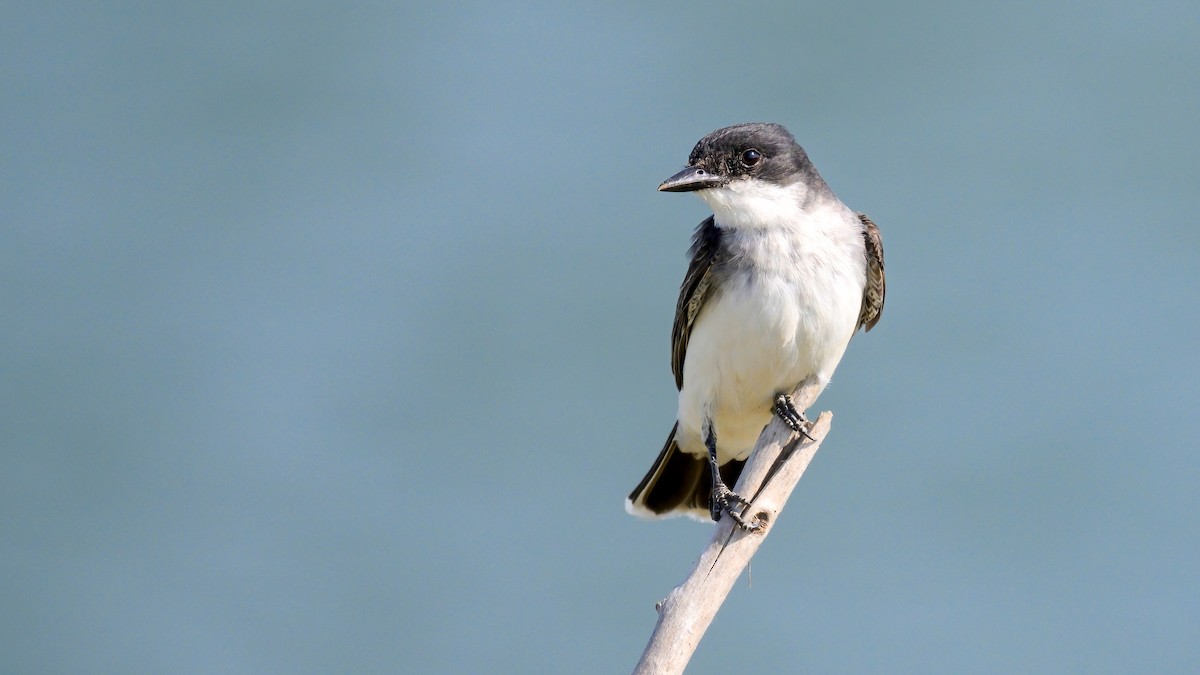 Eastern Kingbird - ML622443462