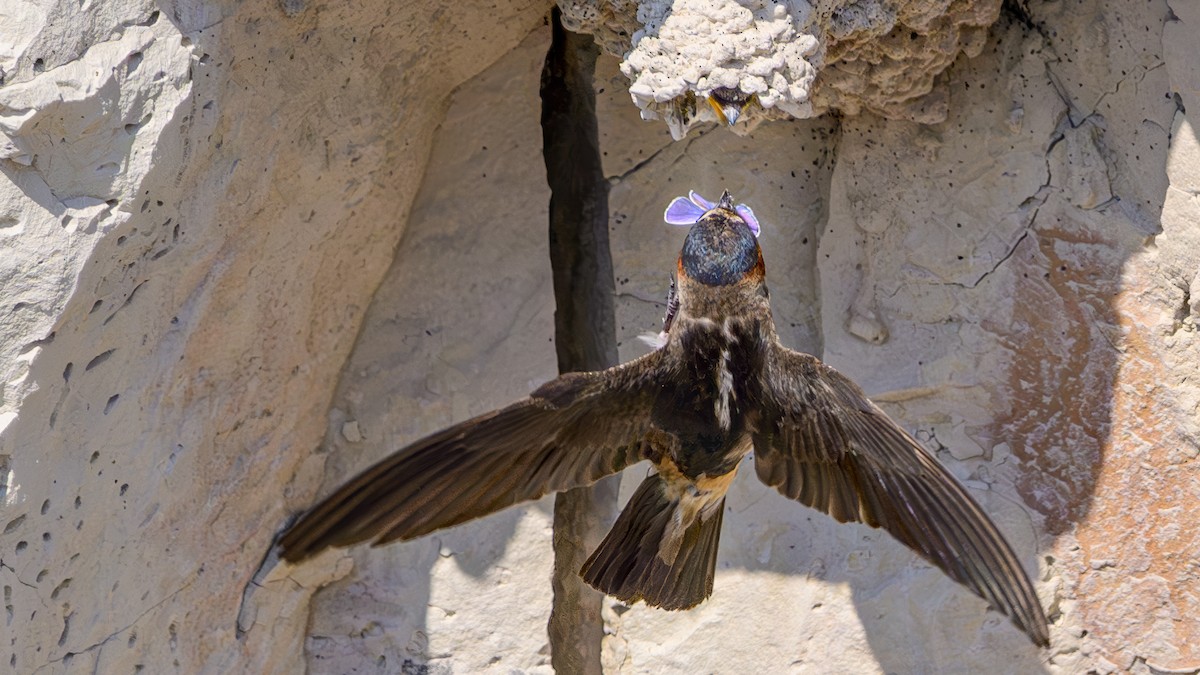 Cliff Swallow - ML622443588