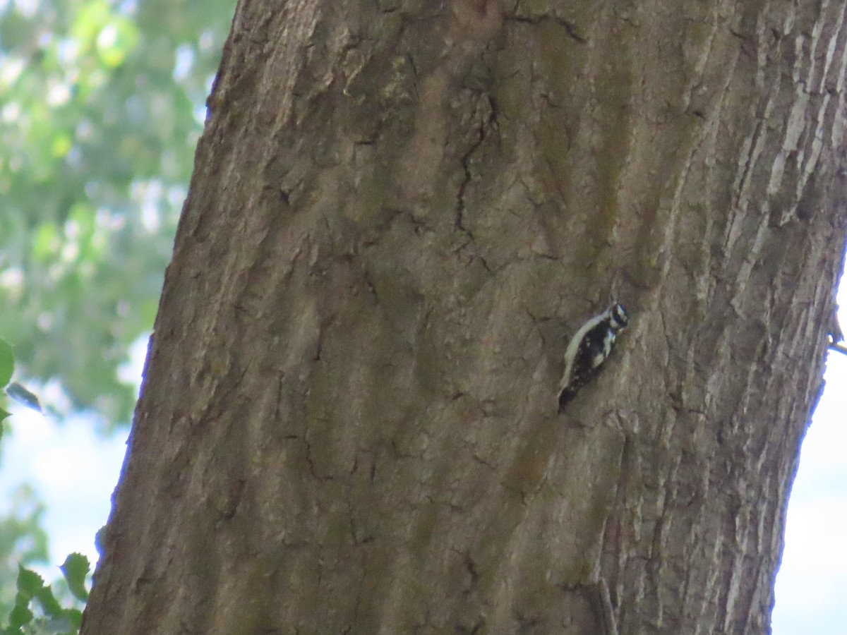 Downy Woodpecker - Justin Bryce